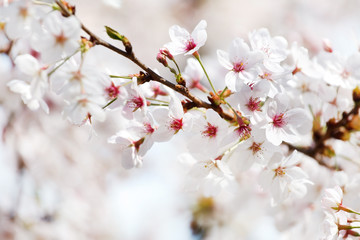 spring tree