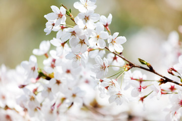 spring tree