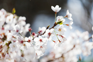 spring tree