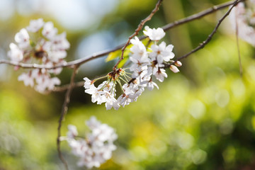 spring tree