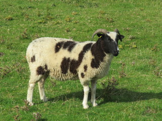 Naklejka na ściany i meble Jacob sheep in a field