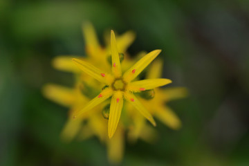 キンコウカ（花被片7枚って珍しい）