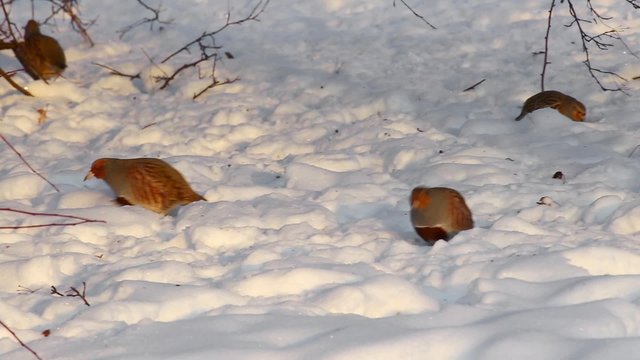 partridge winter.