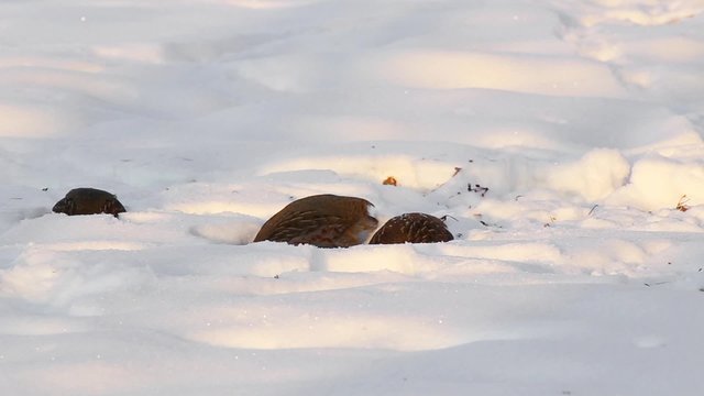 partridge winter.