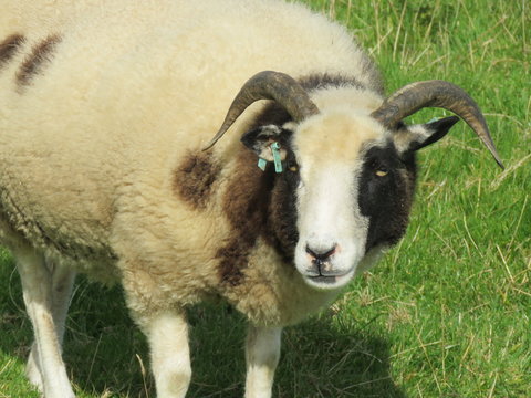 Jacob Sheep In A Field

