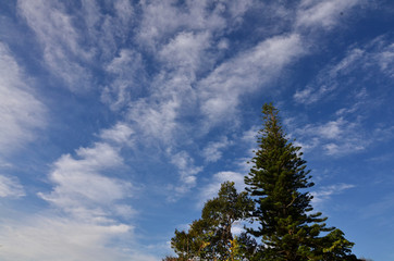 Fototapeta premium tree and blue sky