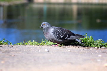 pigeons in the square