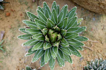 Agave victoriae-reginae