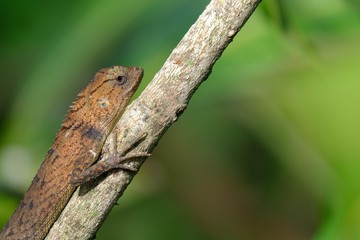 Lizard on a tree