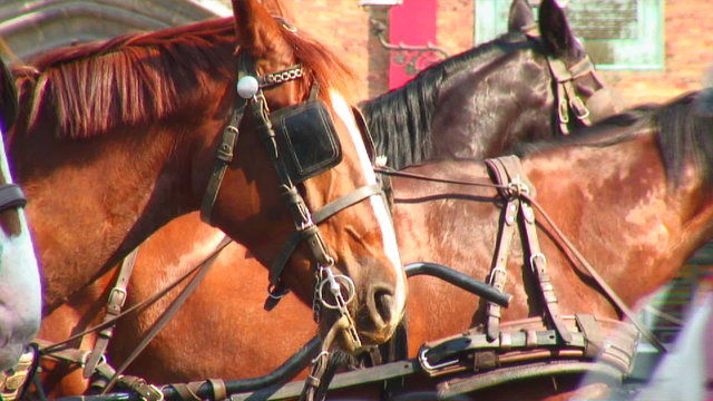 Bridled horses in Bruges, Belgium.