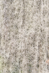 spanish moss