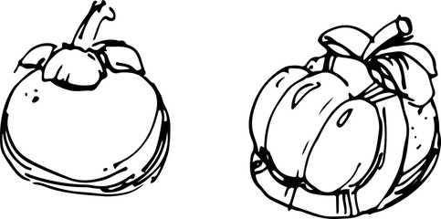 Mangosteen. Vector illustration