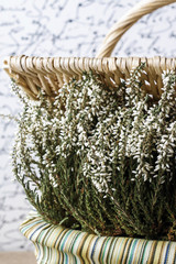 White heather in wicker basket