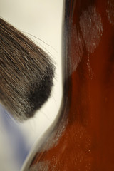 Detail of developing fingerprints on beer bottle