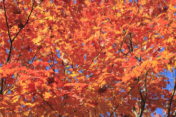 Autumnal ornament, red leave