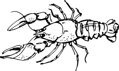 Lobster. Vector illustration