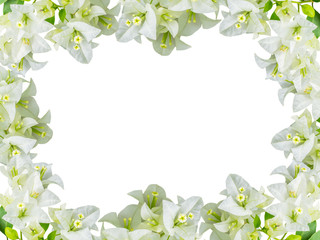 Bougainvillea flower frame