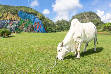 White bull resting and grazing on meadow in front of Mural of Prehistoria
