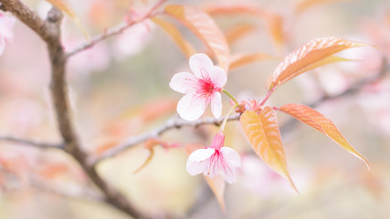 Sakura flowers blooming blossom in Chiang Mai, Thailand