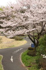 桜の風景