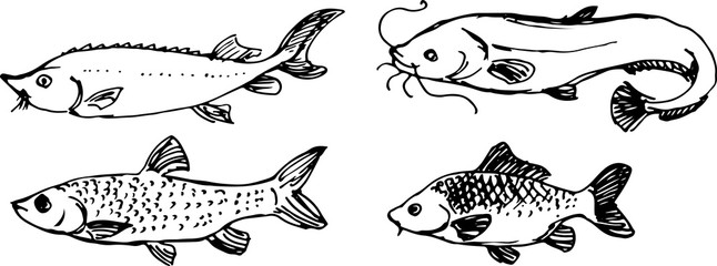 Obraz premium Fish set. Vector illustration