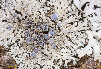 lichen Parmelia on a tree trunk