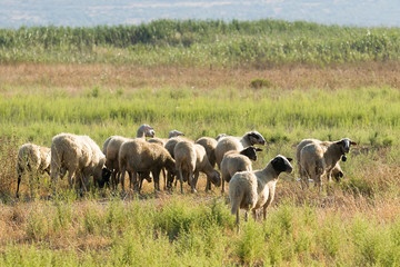 Fototapeta premium Sheep herd shepherds outside in the nature. 