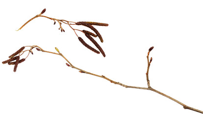 Naklejka premium Dry branches of birch with catkins