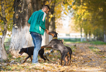 Doberman Pinscher in training