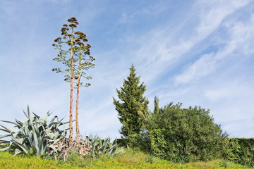 Aloe vera flower and wild vegetation