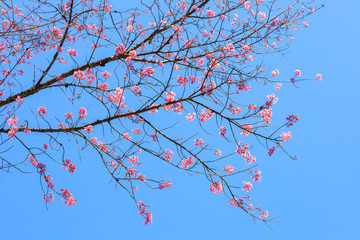 close up of beautiful blooming pink Wild Himalayan Cherry flower