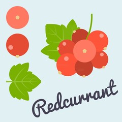 Vector bunch of Redcurrant, flat design