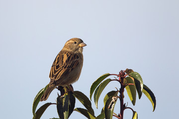 Haussperling (Passer domesticus)