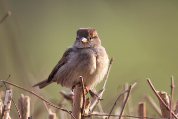 Haussperling (Passer domesticus)