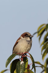 Haussperling (Passer domesticus)
