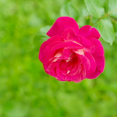 Pink rose in nature