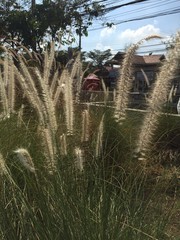 grass for decoration