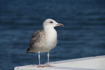 Möwe auf der Seebrücke