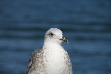 Möwe auf der Seebrücke