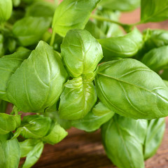 Obraz premium basil on wooden background