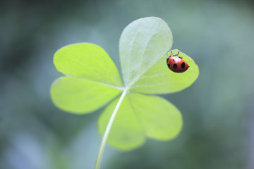 Ladybug