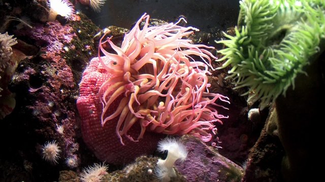 Sea Anemone Waving on the Ocean Floor