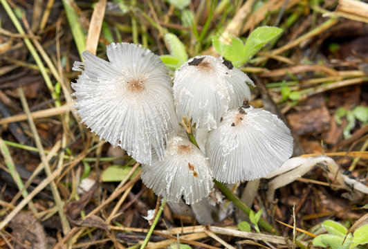 Parasola plicatilis, champignons &eacute;ph&eacute;m&egrave;res ne vivant qu'une seule journ&eacute;e.