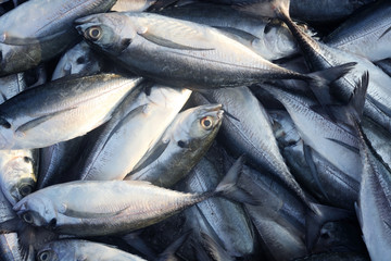 Obraz premium fresh fish in market