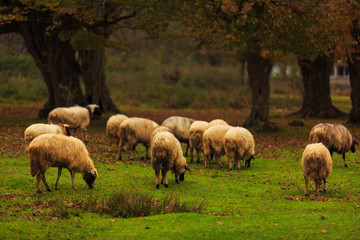 Obraz premium herd of sheep grazing in green grass