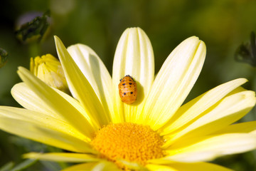 Fototapeta premium Larve de coccinelle sur un dahlia