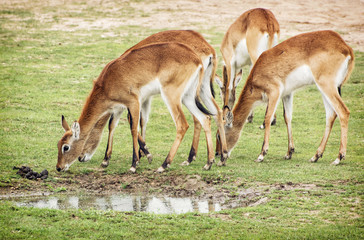 Eld's deer (Panolia eldii), group of animals © vrabelpeter1