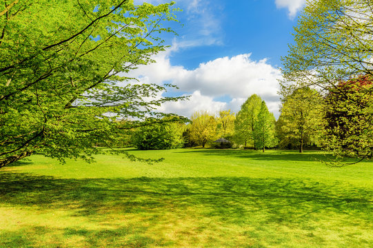 Spring landscape with fresh leaves and green grass
