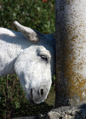 Fototapeta premium white tired donkey bunt stone column