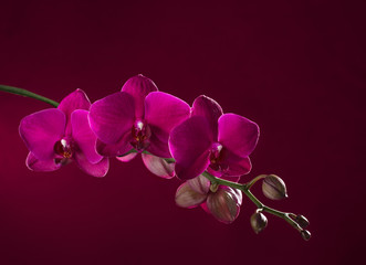 Fototapeta premium Dark pink orchid on vinous background
